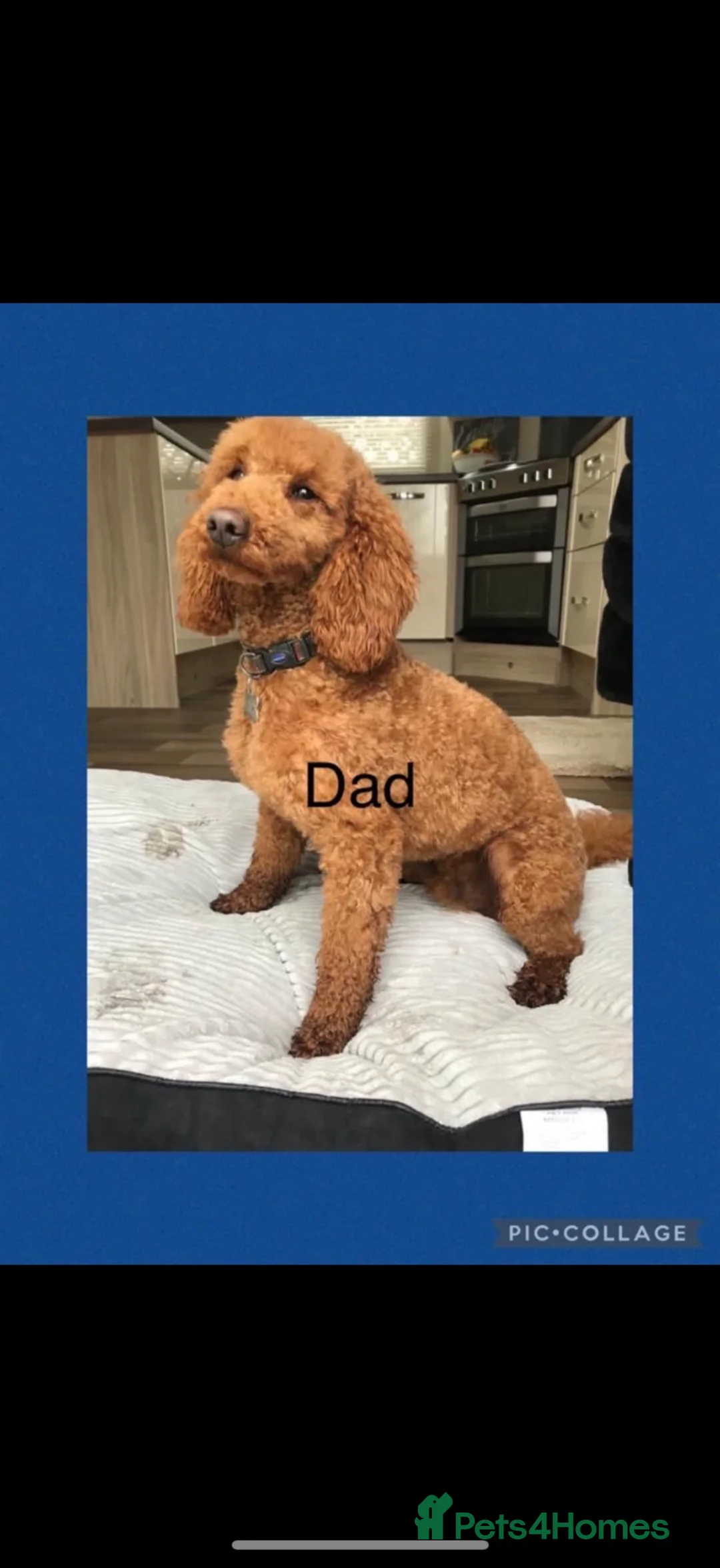 Cockapoo dogs for sale: 🐾 BEAUTIFUL F1 COCKERPOOS 🐾 - Advert 2