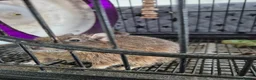 Degus rodents for sale: Two male Degus for rehoming in Peterborough - Advert 2
