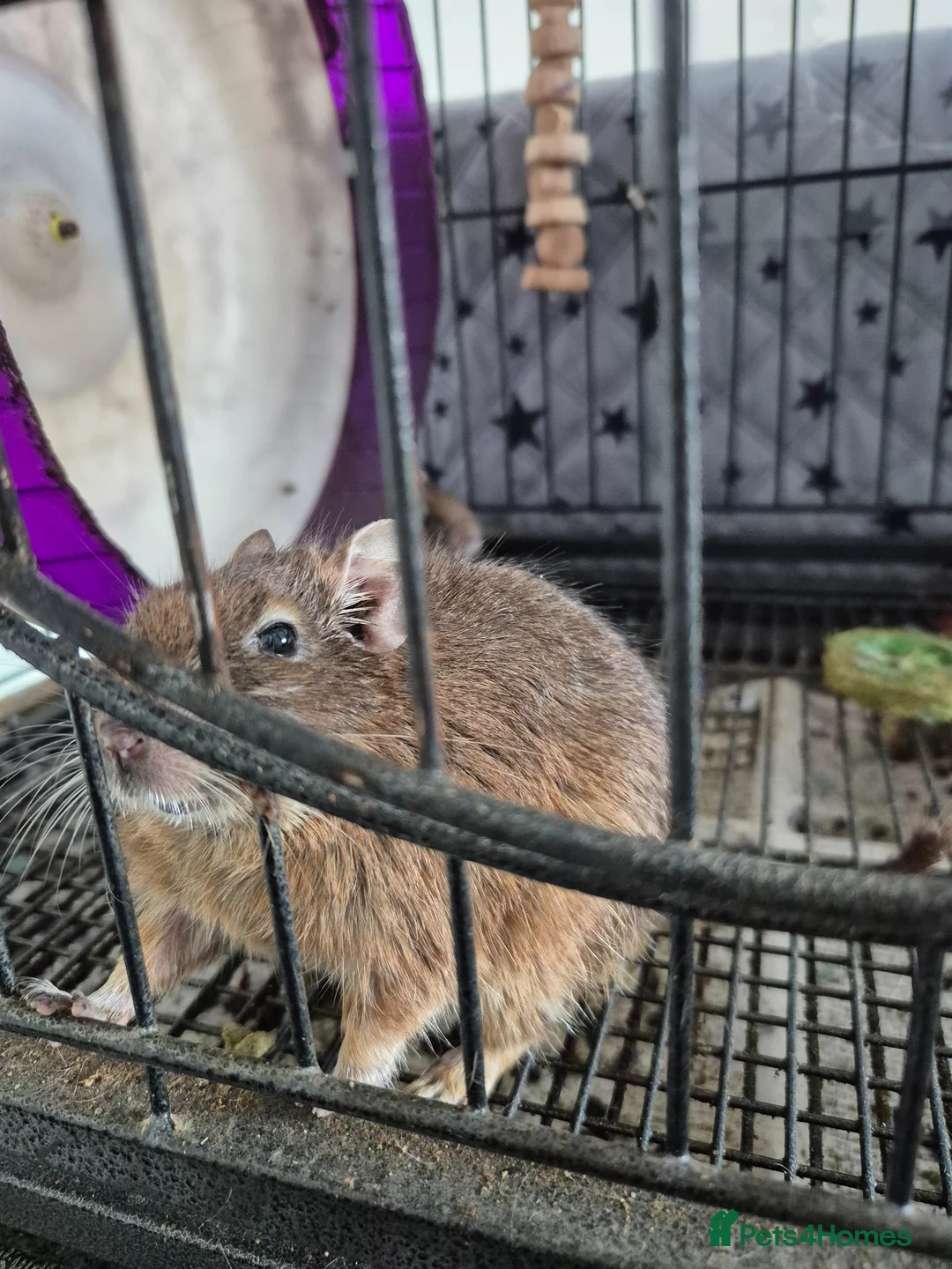 Degus rodents for sale: Two male Degus for rehoming in Peterborough - Advert 2