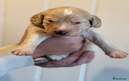 Mixed Breed dogs for sale: Labradoodle X Cocker Spaniel - Image 3