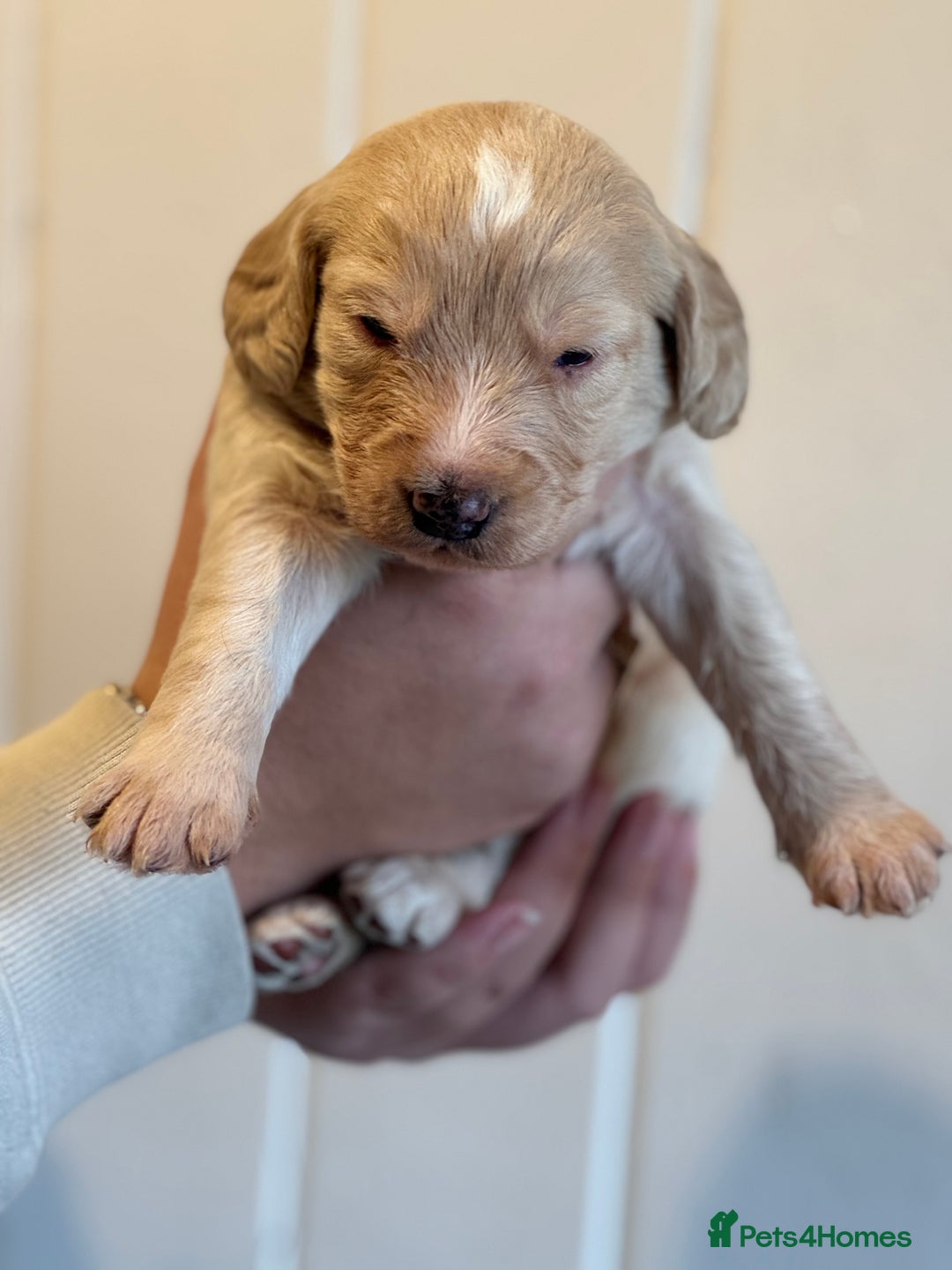 Mixed Breed dogs for sale: Labradoodle X Cocker Spaniel - Image 3