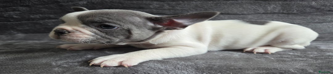 French Bulldog Puppy 1