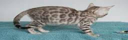 Bengal cats for sale: Superb Bengal Girl Kitten - Advert 10