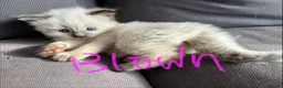 Ragdoll cats for sale: Pure ragdoll kittens sake London - Advert 28