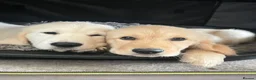 Goldador dogs for sale: Golden retriever 3/4 x 1/4 Labrador puppies in Barnsley - Advert 11
