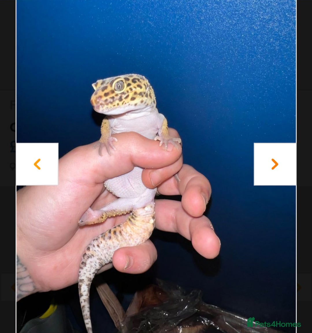 Leopard Gecko reptiles for sale: Leopard Geckos Need Rehoming ASAP - Image 5