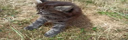 Mixed Breed cats for sale: ❤️Tiny Paws, Big Hearts Ready for Loving Home soon - Advert 21