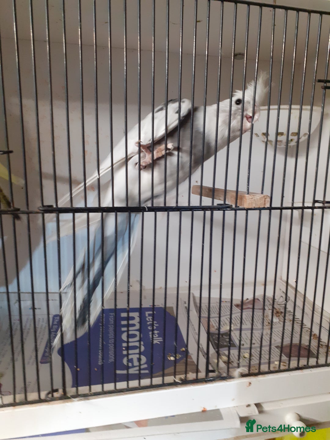 Cockatiels birds for sale: Pair of cockatiels £80 - Advert 1