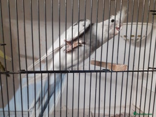 Cockatiels birds for sale: Pair of cockatiels £80 - Advert 1