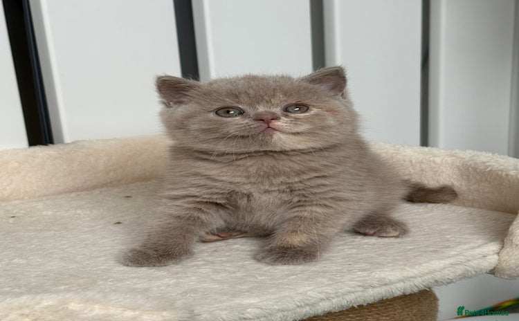 British Shorthair cats - Advert 2