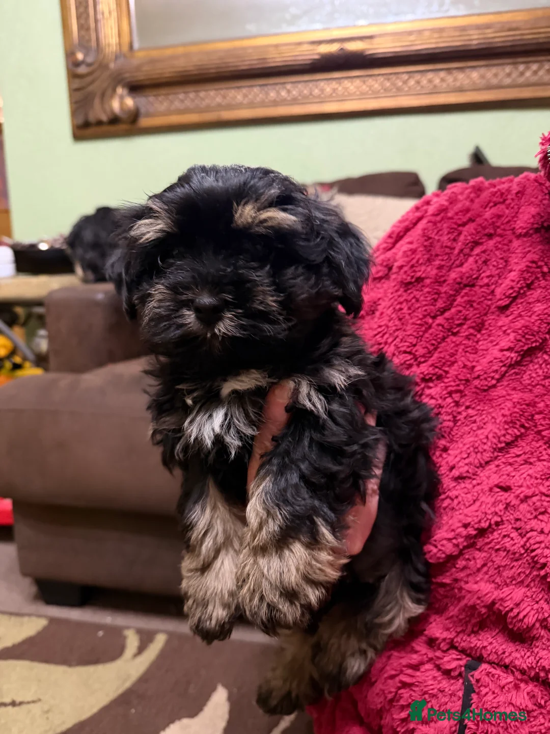 Havanese dogs for sale: ***Beautiful Havanese Puppies *** - Advert 6