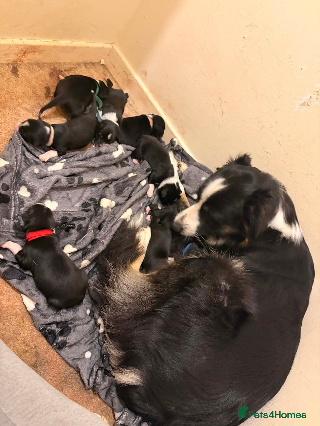 Border Collie dogs for sale: Border collie puppies for sale - Advert 9