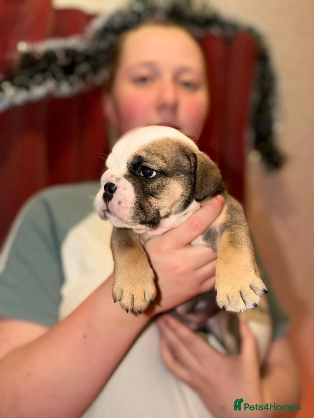 English Bulldog dogs for sale: English Bulldog Puppies Rare Coloured Ready now! - Advert 25