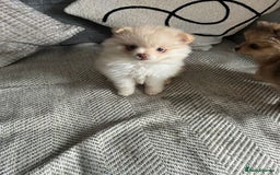 Pomeranian dogs for sale: Baby Pom poms  - Image 2