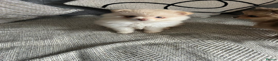 Pomeranian Puppy 1