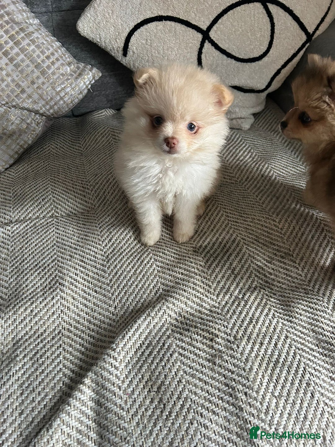 Pomeranian dogs for sale: Baby Pom poms  - Image 2