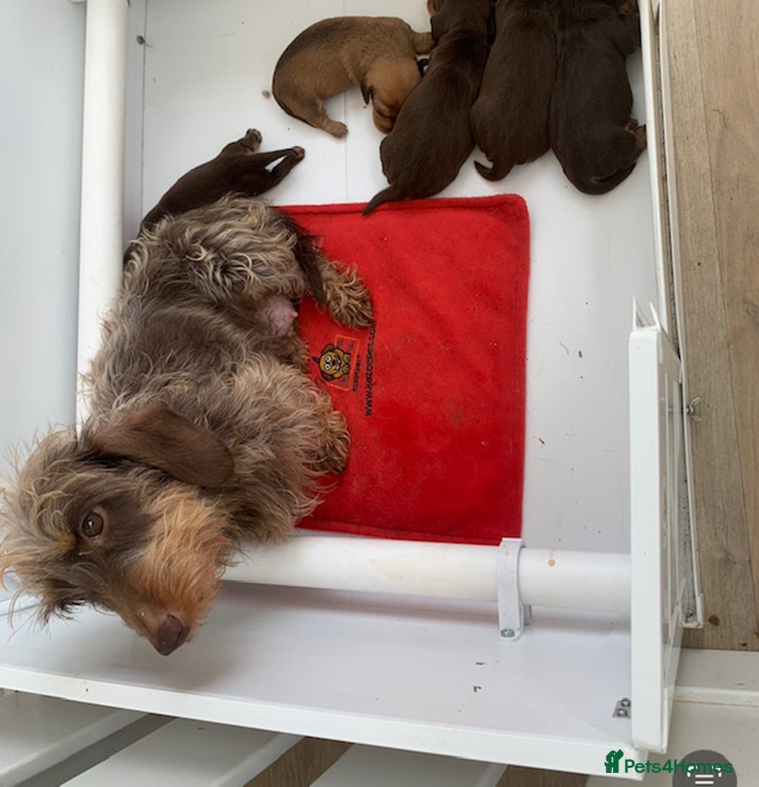 Miniature Dachshund dogs for sale: Mini wire haired dachsunds - Image 2
