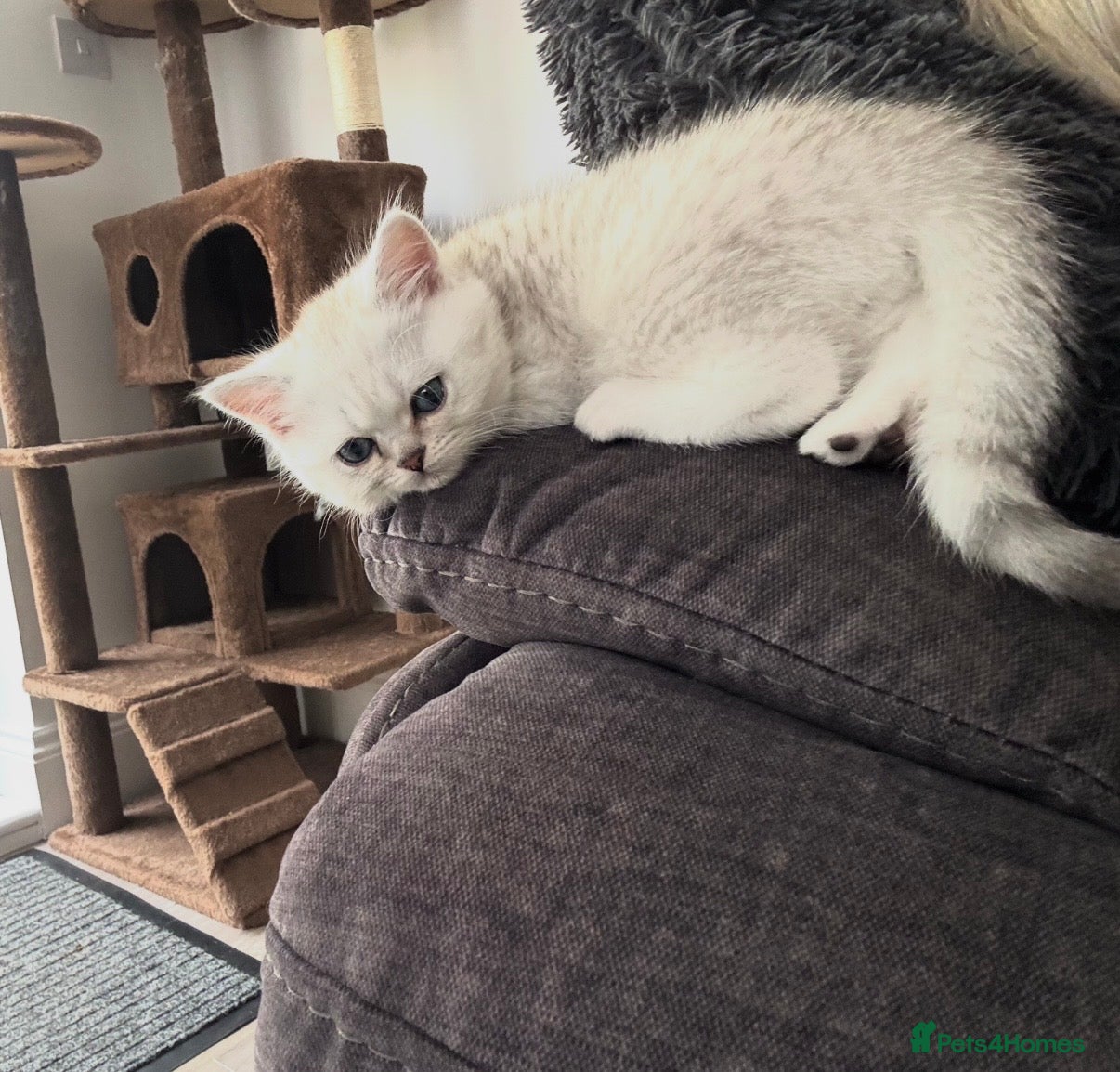 Scottish Fold cats REDUCED ❗️1 Male Scottish Straight Kitten - Advert 8