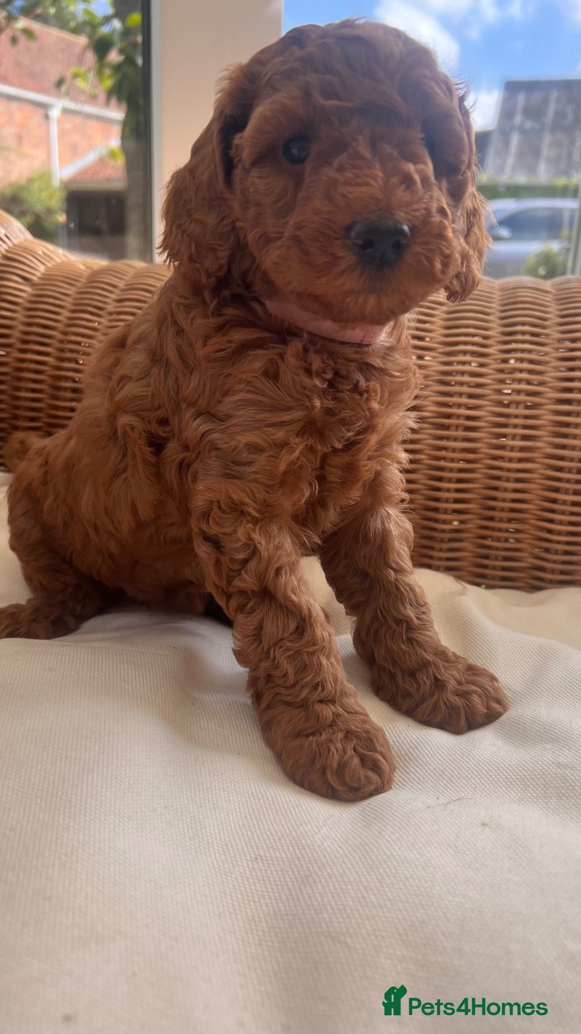 Cockapoo dogs Outstanding cockapoo puppies  - Advert 2