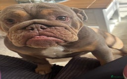 English Bulldog dogs for sale: 3 year old English Bulldog Bitch for sale  - Advert 1