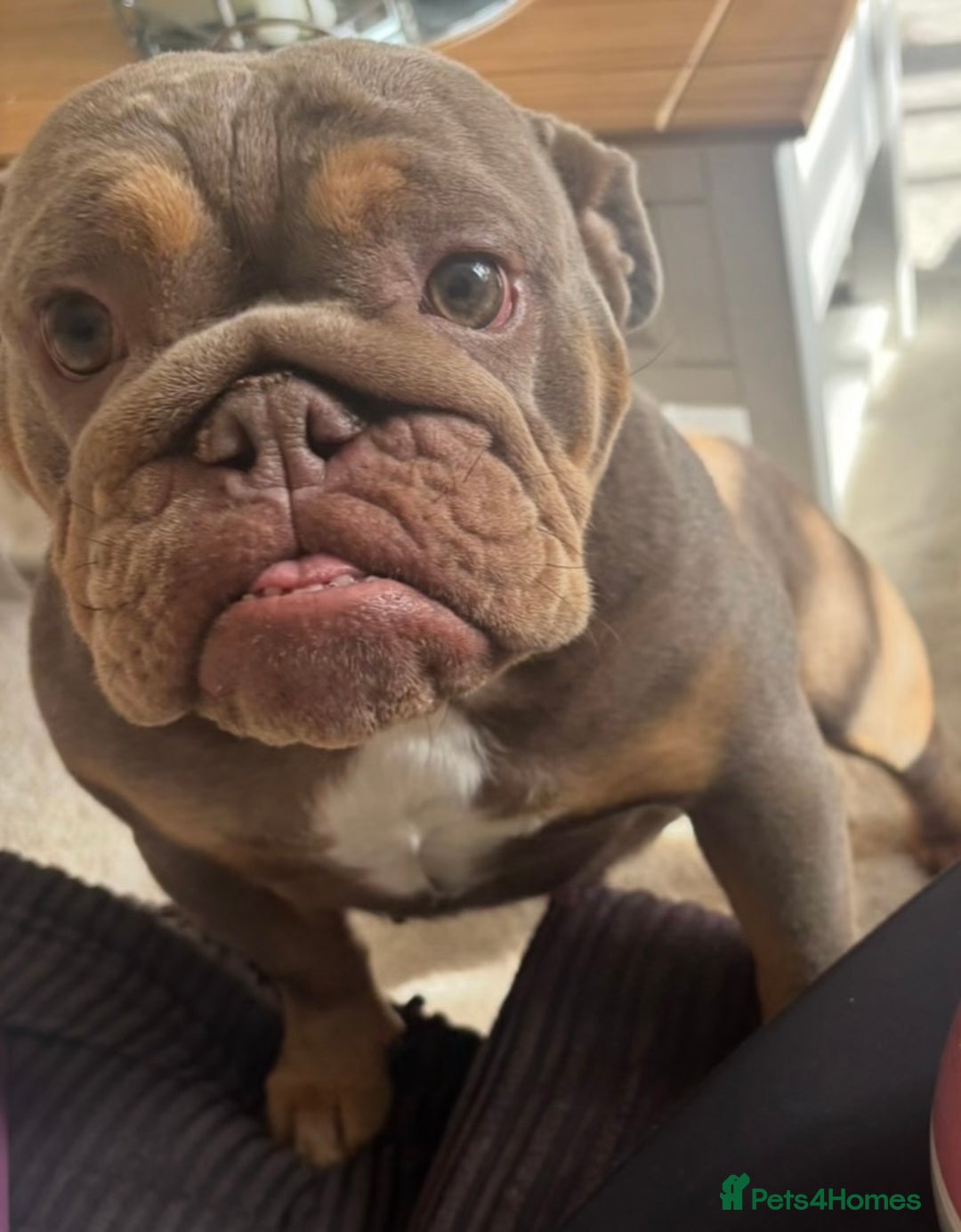 English Bulldog dogs for sale: 3 year old English Bulldog Bitch for sale  - Advert 1