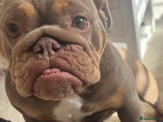 English Bulldog dogs 3 year old English Bulldog Bitch for sale - Advert 4