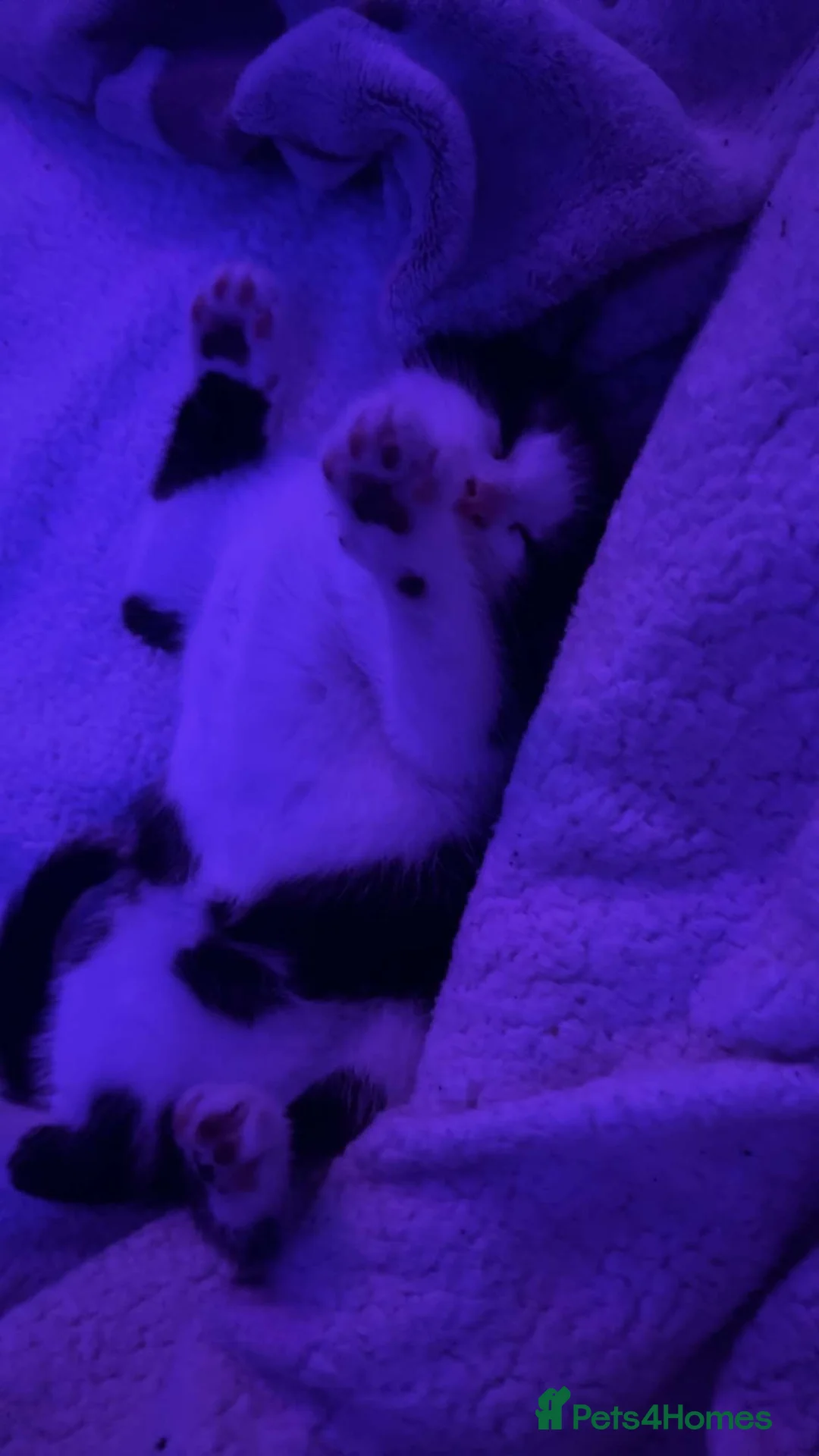 Mixed Breed cats for sale: Calico mix - Advert 13