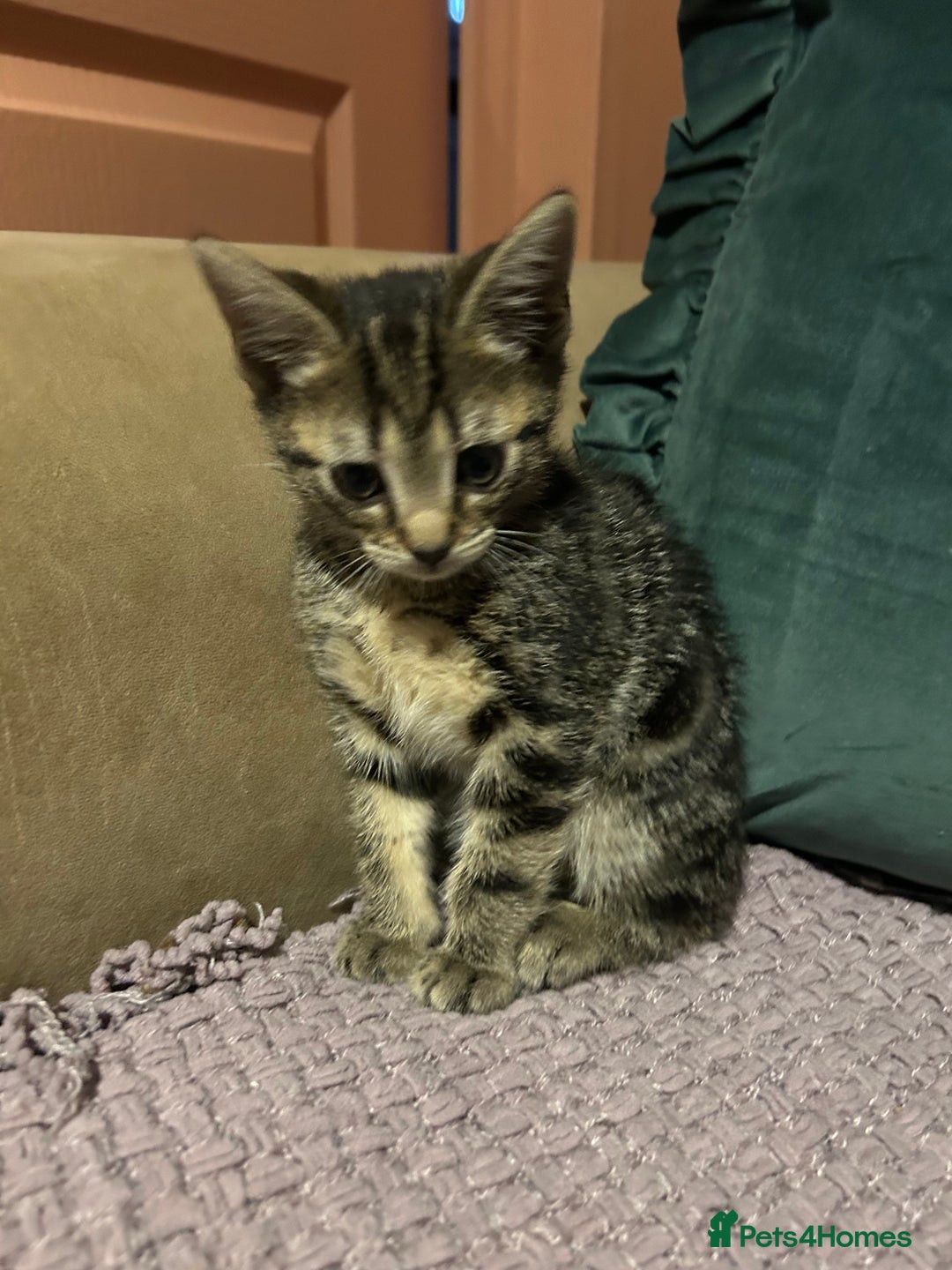 Mixed Breed cats for sale: 3 kittens for sale  - Advert 2