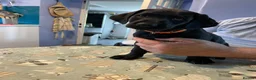 Labrador Retriever dogs for sale: Stunning little boy in Launceston - Advert 5