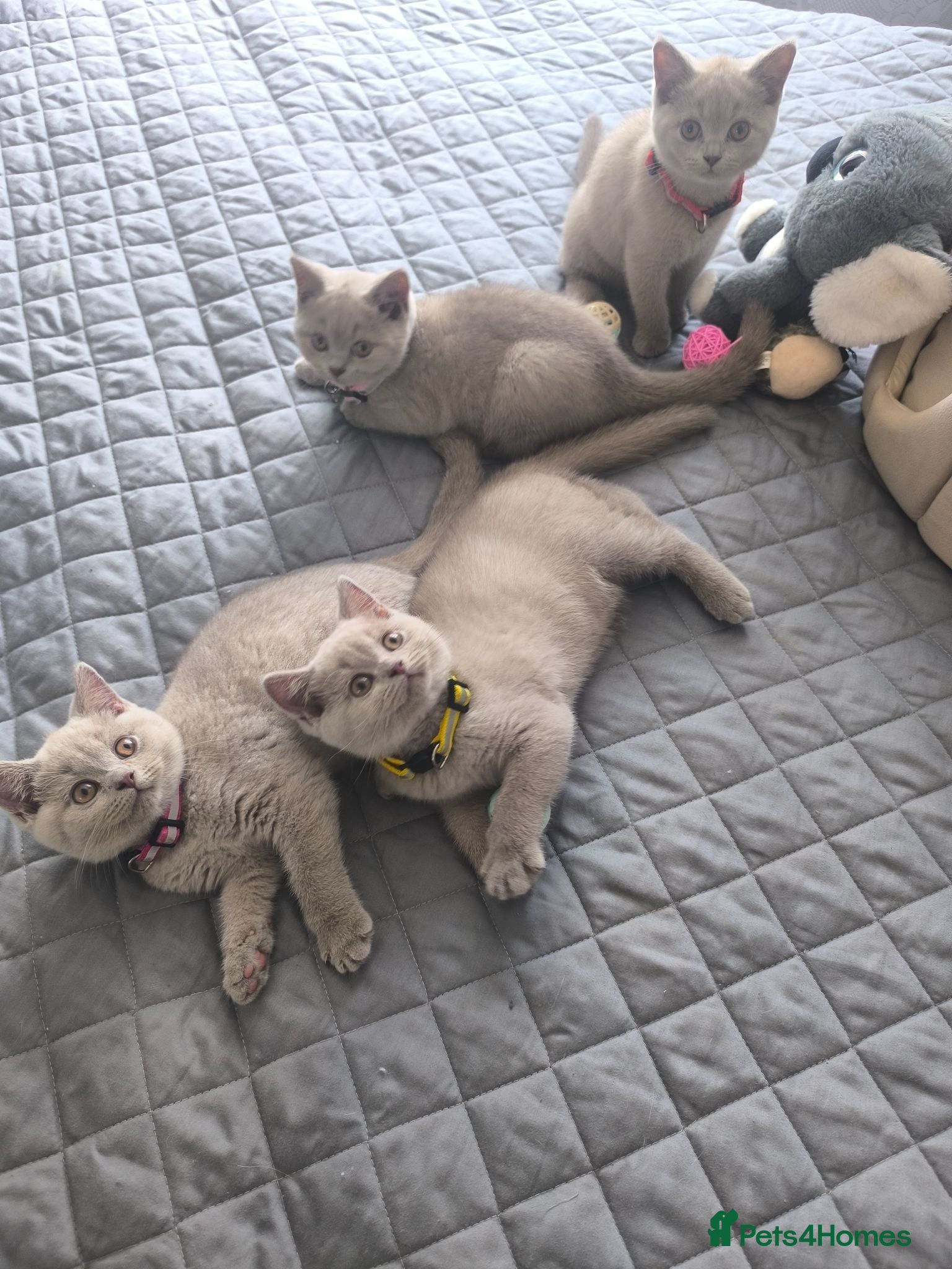 British Shorthair cats BSH Lilac Kittens - Advert 16