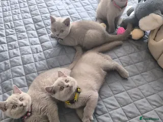 British Shorthair cats BSH Lilac Kittens - Advert 3