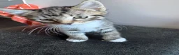 Mixed Breed cats for sale: Tabby brothers-lovely pair - Advert 4