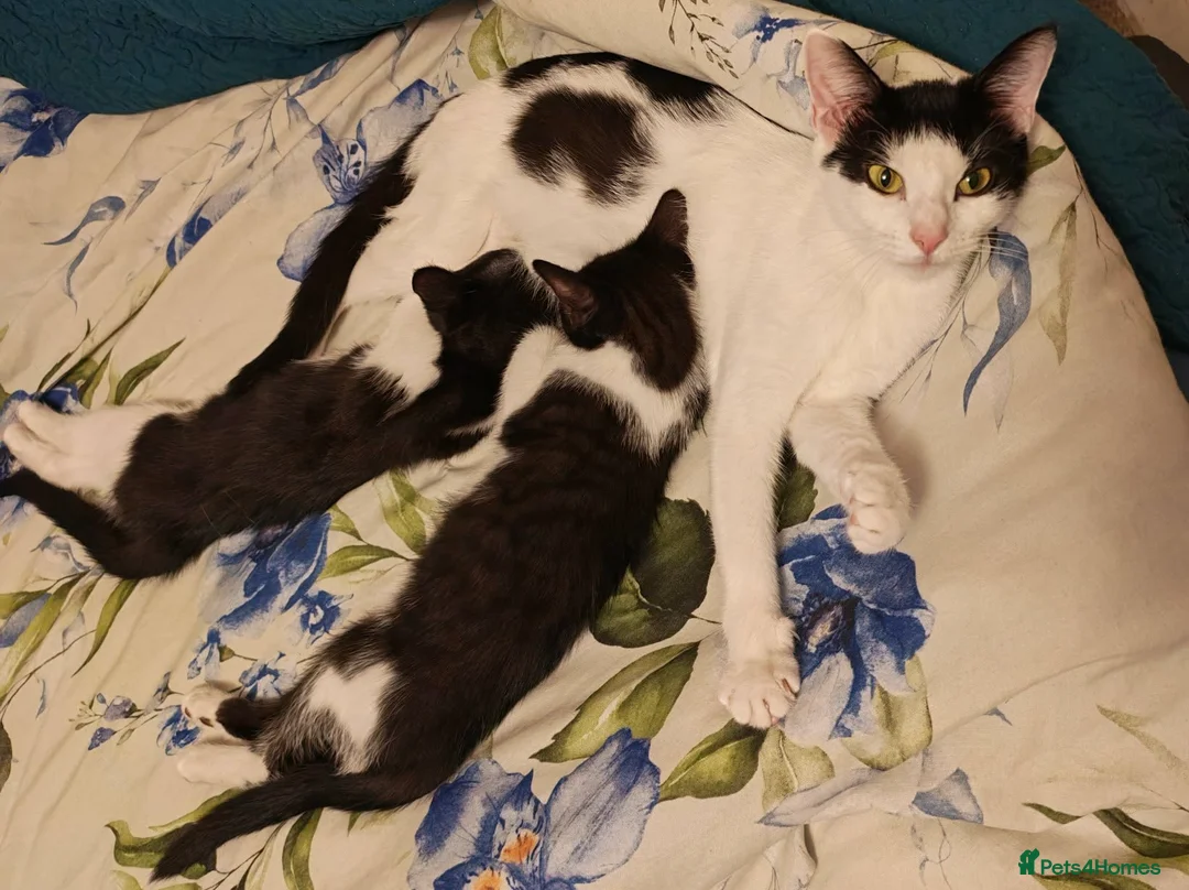 Mixed Breed cats for sale: 2 female kitten - Advert 9