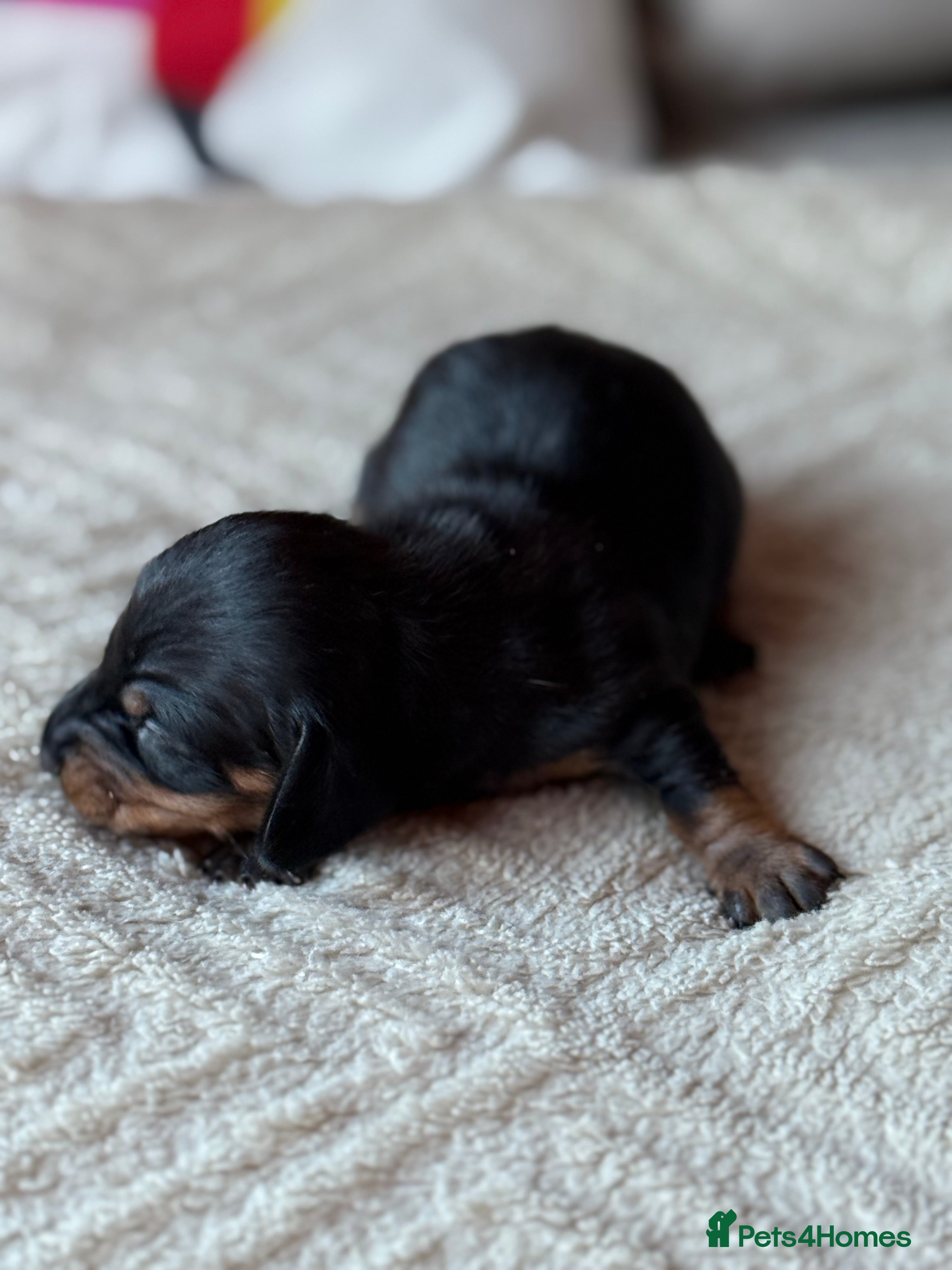 Miniature Dachshund dogs KC REGISTERED MINIATURE DACHSHUND PUPS - Advert 8