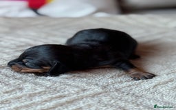 Miniature Dachshund dogs for sale: KC REGISTERED MINIATURE DACHSHUND PUPS - Image 4