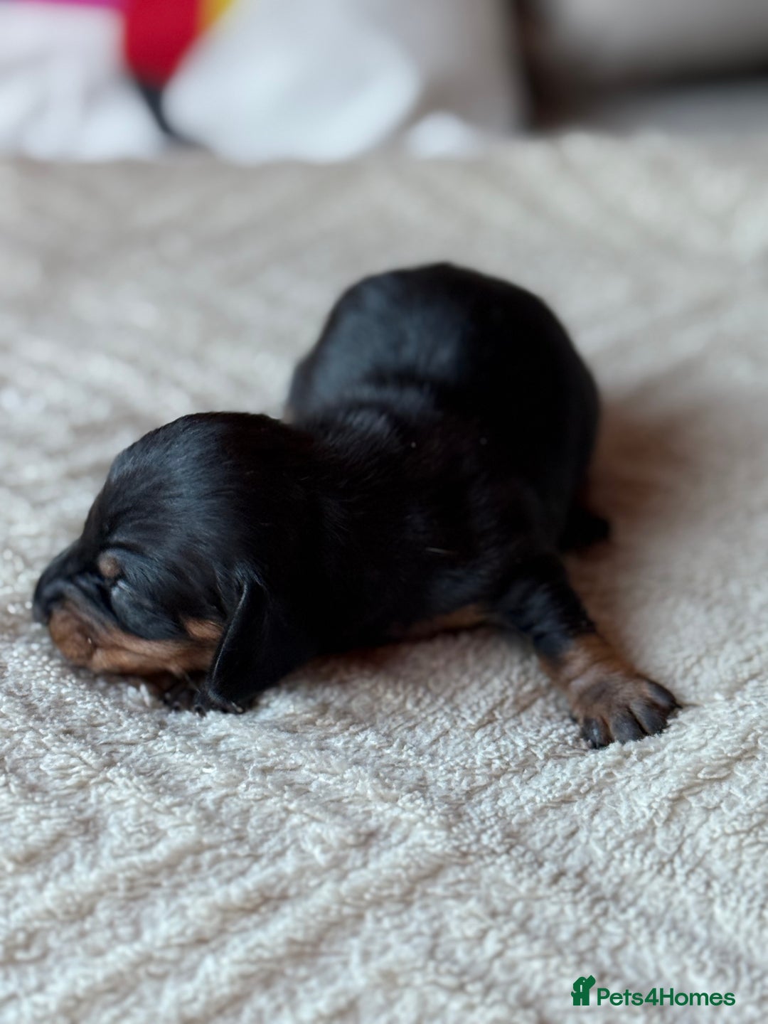 Miniature Dachshund dogs for sale: KC REGISTERED MINIATURE DACHSHUND PUPS - Image 4
