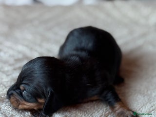 Miniature Dachshund dogs KC REGISTERED MINIATURE DACHSHUND PUPS - Advert 8