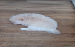 Pomeranian dogs for sale: Beautiful russian teddy pomeranians - Image 11
