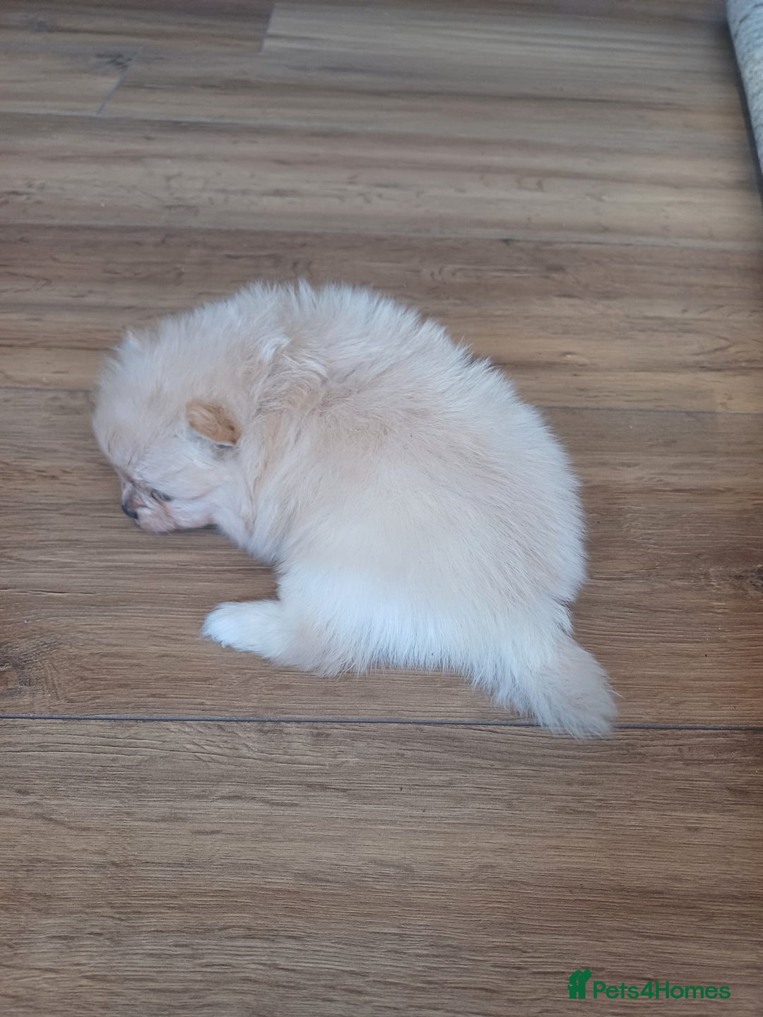 Pomeranian dogs for sale: Beautiful russian teddy pomeranians - Image 11