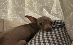 Russian Toy Terrier dogs for sale: Urgently selling a beauty - Image 3