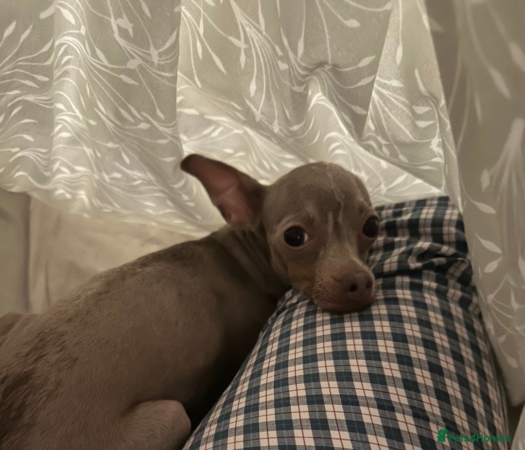 Russian Toy Terrier dogs for sale: Urgently selling a beauty - Image 3