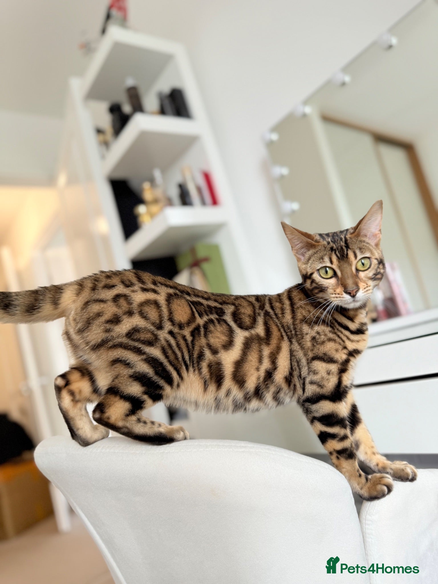 Bengal cats Beautiful Bengal Kittens – Ready Soon 🐾 - Advert 1