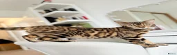 Bengal cats for sale: Beautiful Bengal Kittens – Ready Soon 🐾 in London - Advert 1