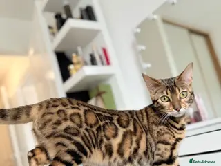 Bengal cats Beautiful Bengal Kittens – Ready Soon 🐾 - Advert 1