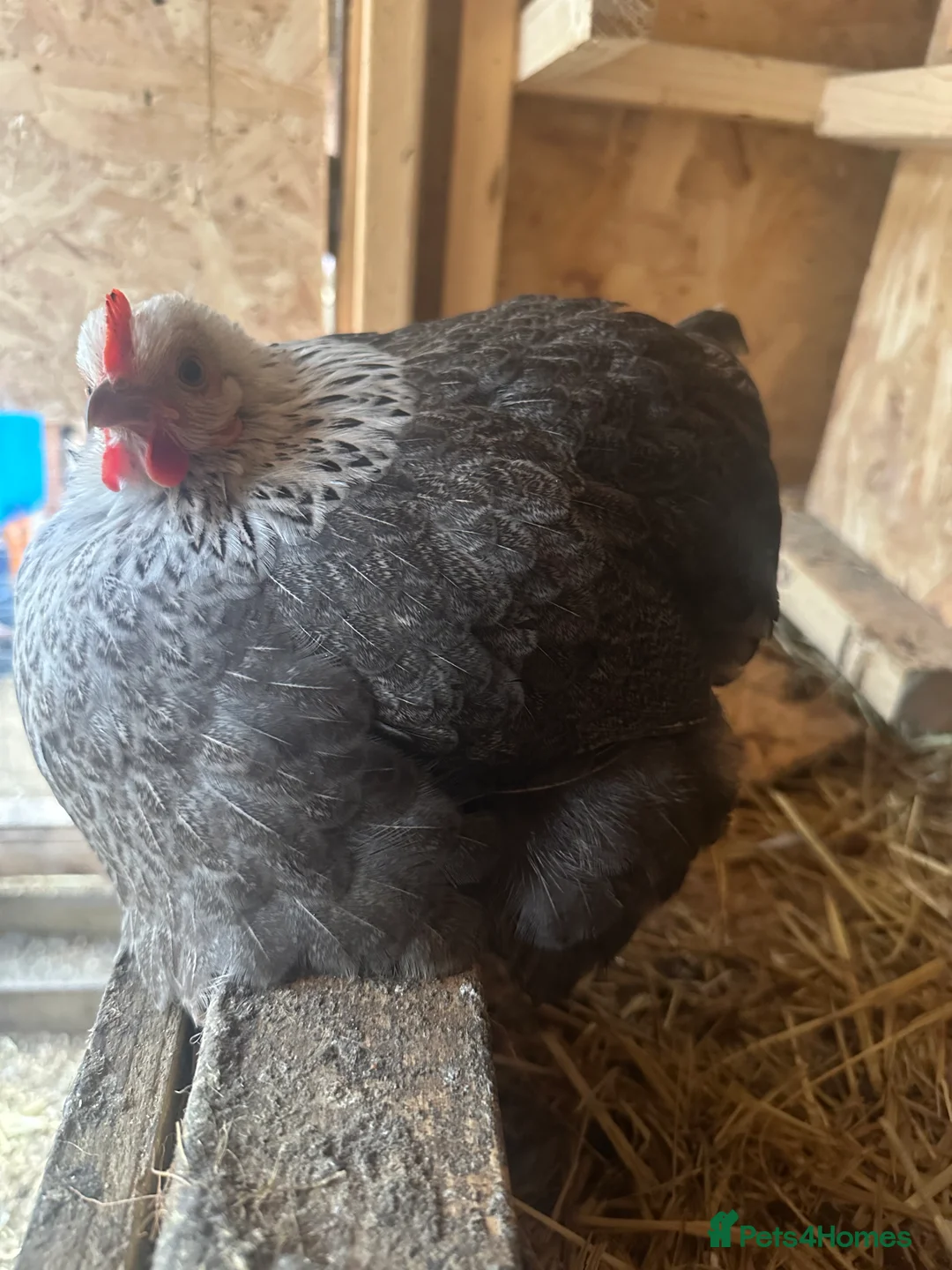 Chickens poultry for sale: Brahma ,silkie ,easter egger,pure and mixed breed - Advert 7