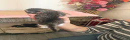 Mixed Breed cats for sale: 3 boys 3 girl kittens  in Scunthorpe - Advert 4