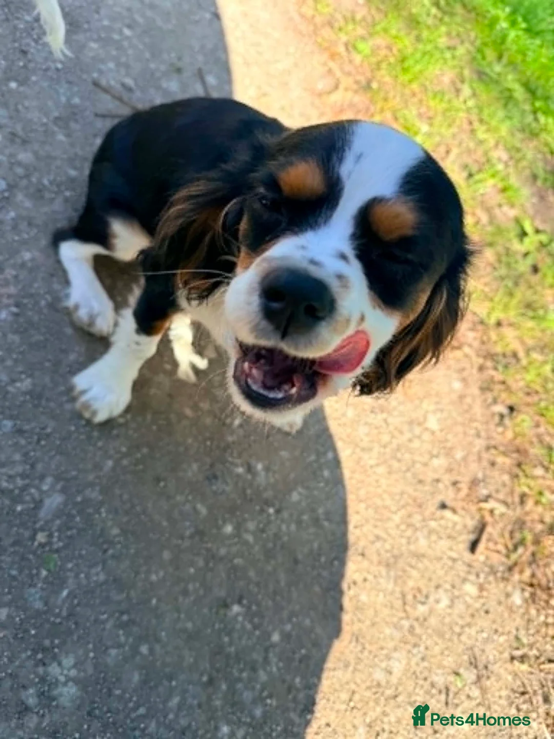 Cavalier King Charles Spaniel dogs for sale: Cavalier Brothers Looking for a New Home - Advert 2