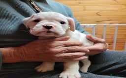 Boxer dogs for sale: KC Registered Boxer Puppies - Image 24