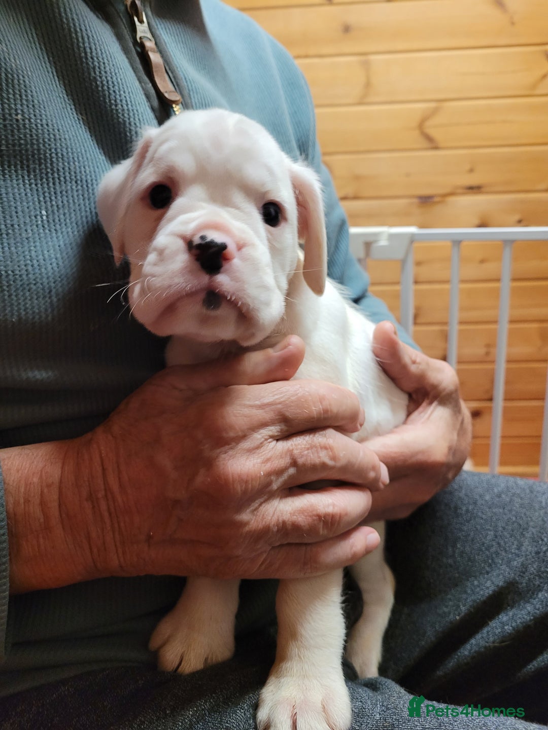 Boxer dogs for sale: KC Registered Boxer Puppies - Image 24