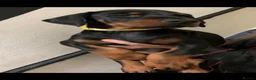 Dobermann dogs for sale: Royal KC Doberman puppies  - Advert 32